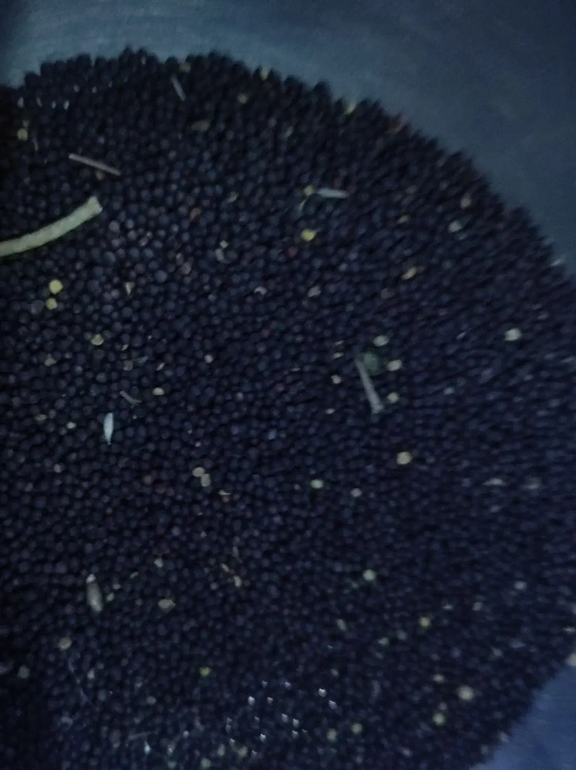 کلزا درجه یک مقدار 300کیلو فی 150ت|خوردنی و آشامیدنی|کلاله, |دیوار