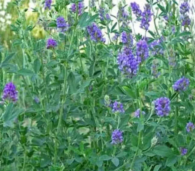 یونجه خشک 800باغ بزرگ درجه یک|خدمات باغبانی و درختکاری|سلماس, |دیوار