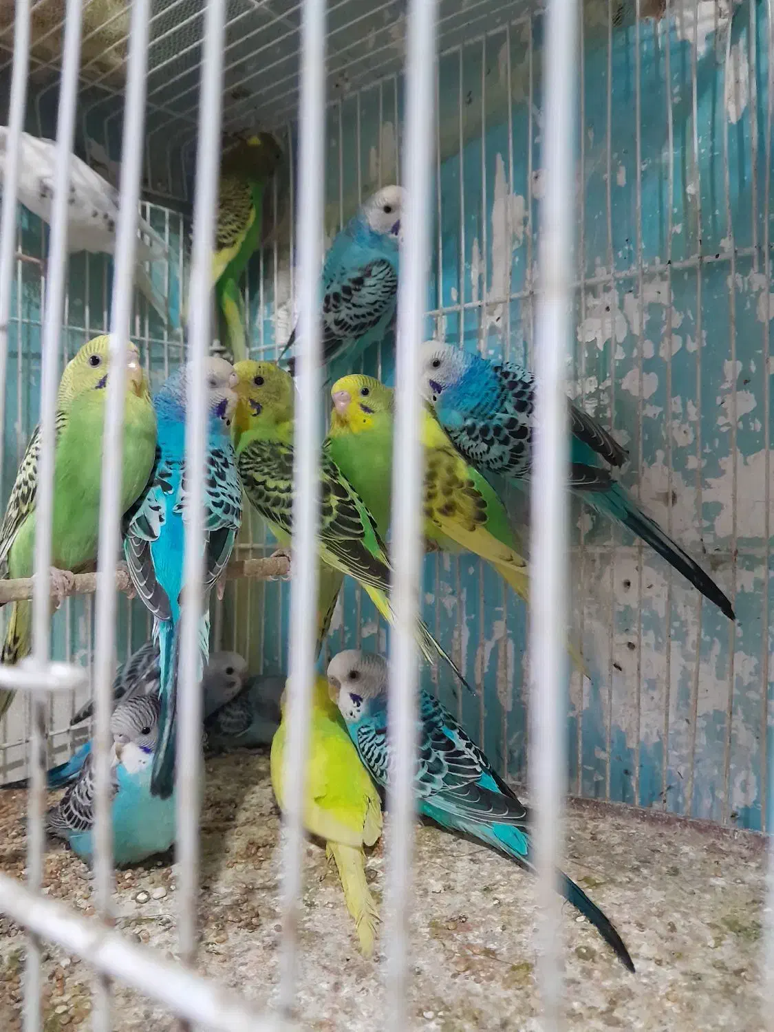 پرنده فروشی|پرنده|پارسآباد, |دیوار