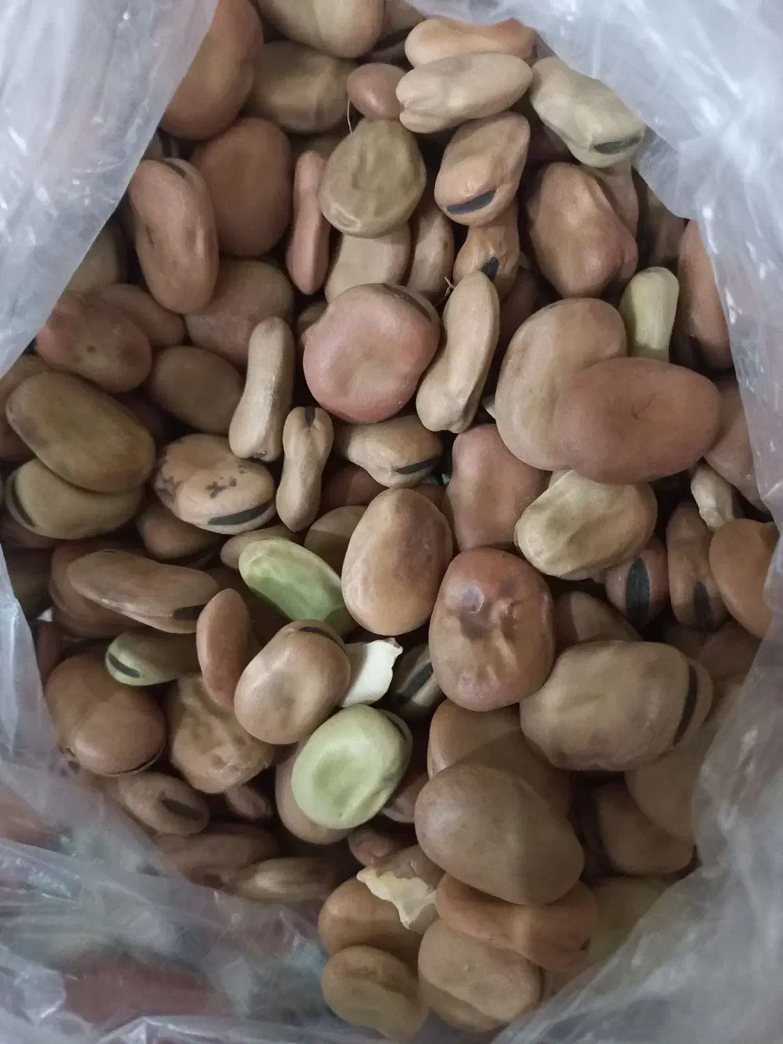 فروش دو تن و نیم باقلا خشک|خوردنی و آشامیدنی|کلاله, |دیوار