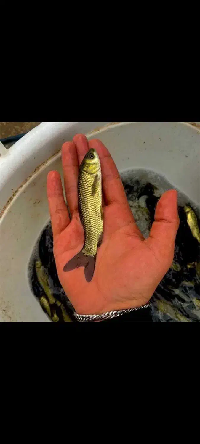 ماهی آمور ارسال حتی در تعداد کم|ماهی|تربتحیدریه, باغ ملی|دیوار