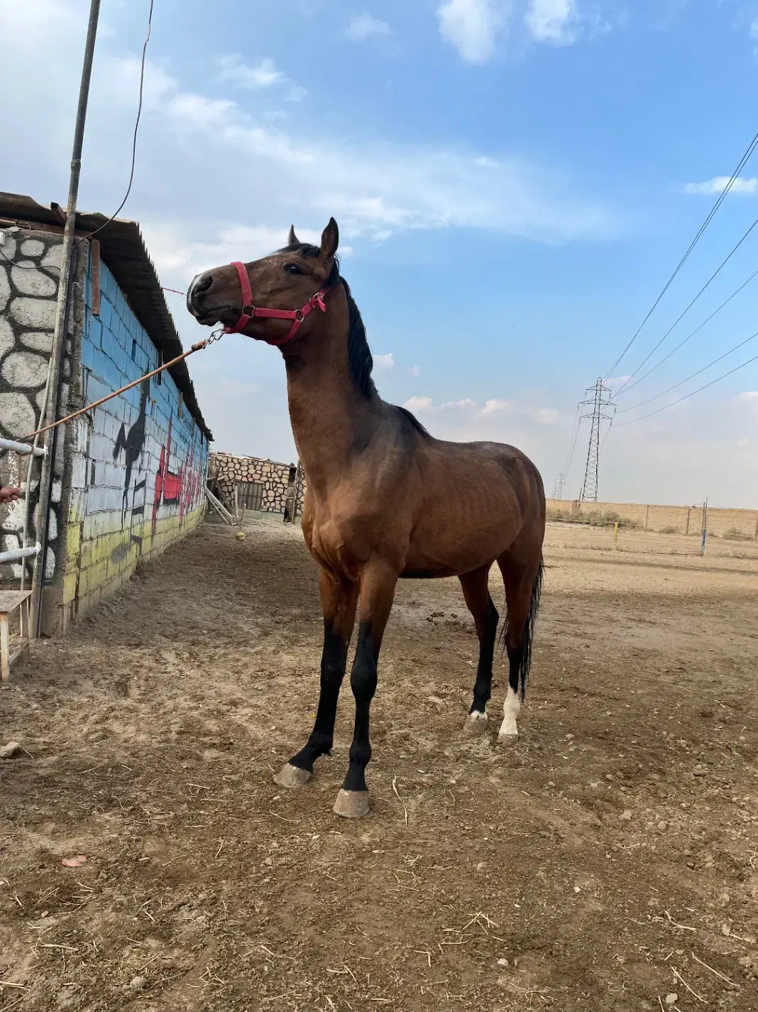 نریان ترکمن پرشی|اسب و تجهیزات اسبسواری|باقرشهر, |دیوار