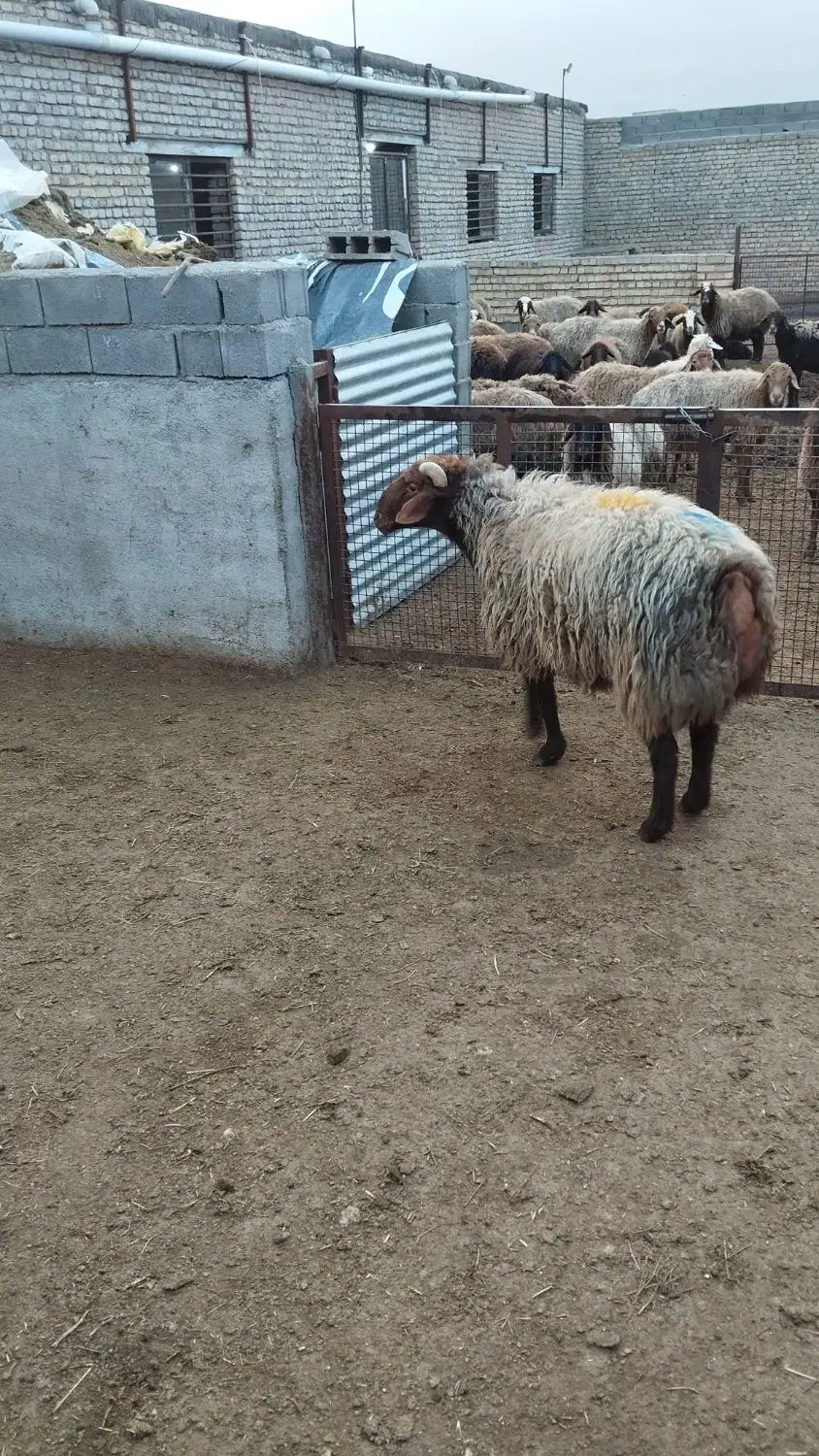 قوچ بختیاری|حیوانات مزرعه|سیدآباد, |دیوار