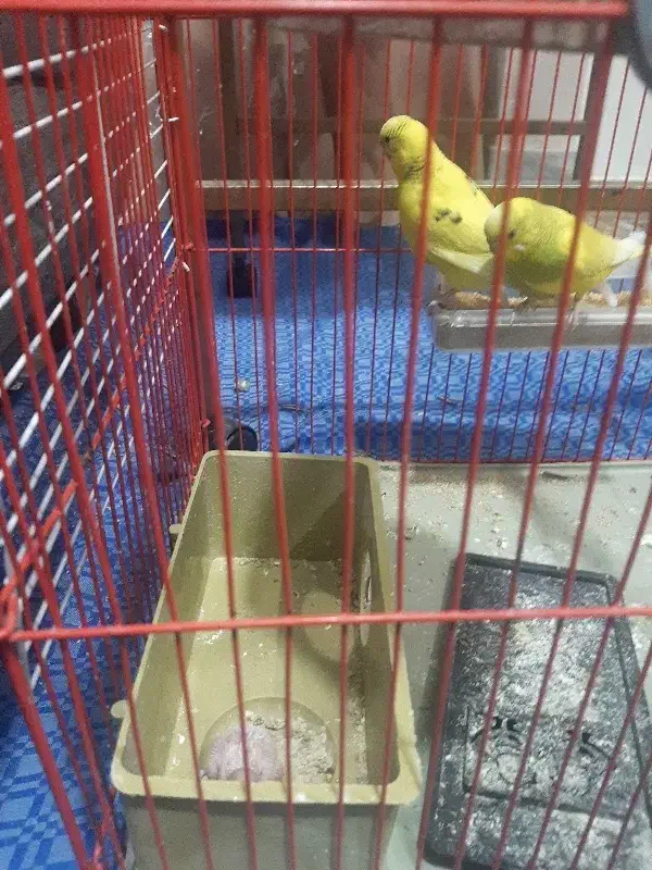 مرغ عشق باجوجه|پرنده|کرج, فاز ۱ مهرشهر|دیوار