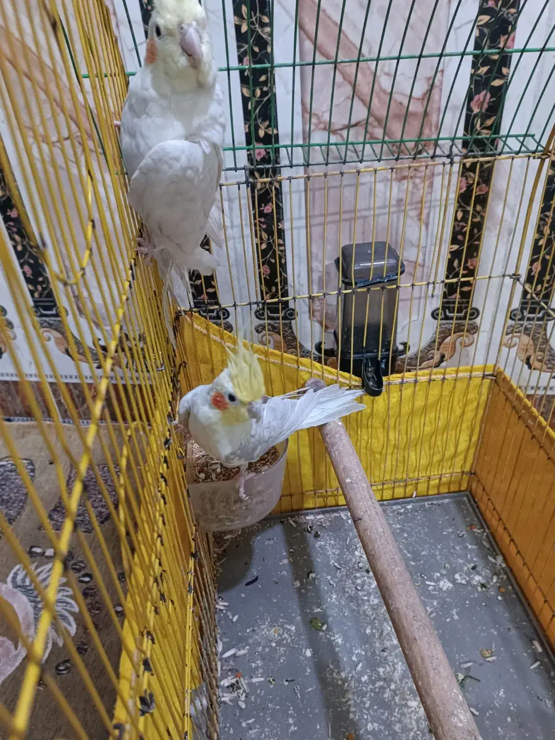 عروس هلندی|پرنده|خرمشهر, |دیوار