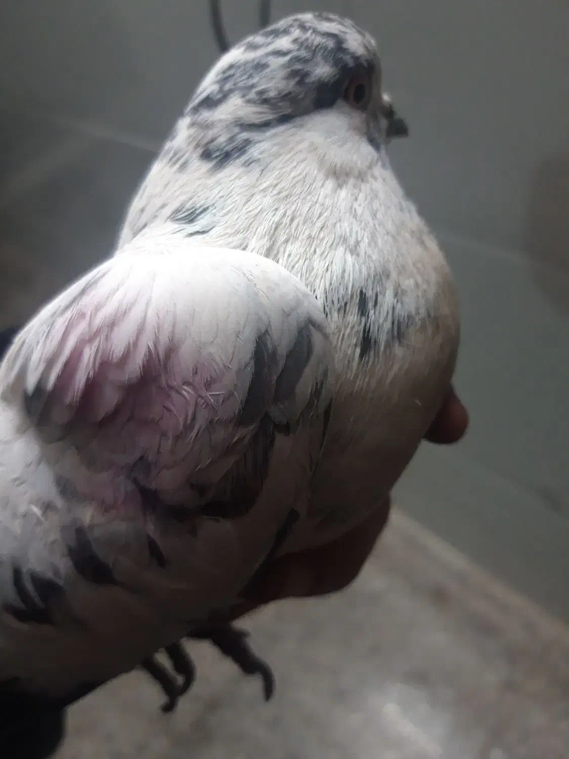 کبوترفروشی|پرنده|اردکان, |دیوار