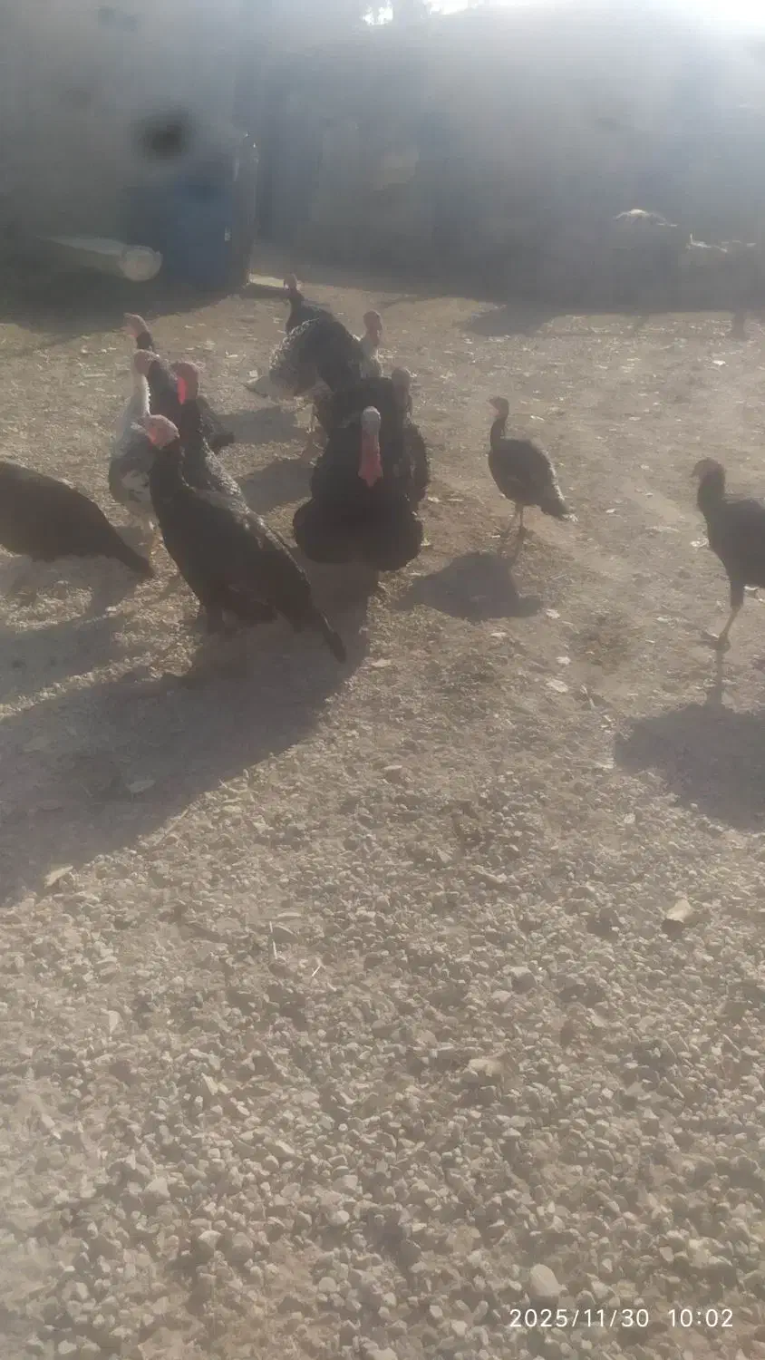 بوقلمون محلی 10 ماهه|حیوانات مزرعه|دیشموک, |دیوار