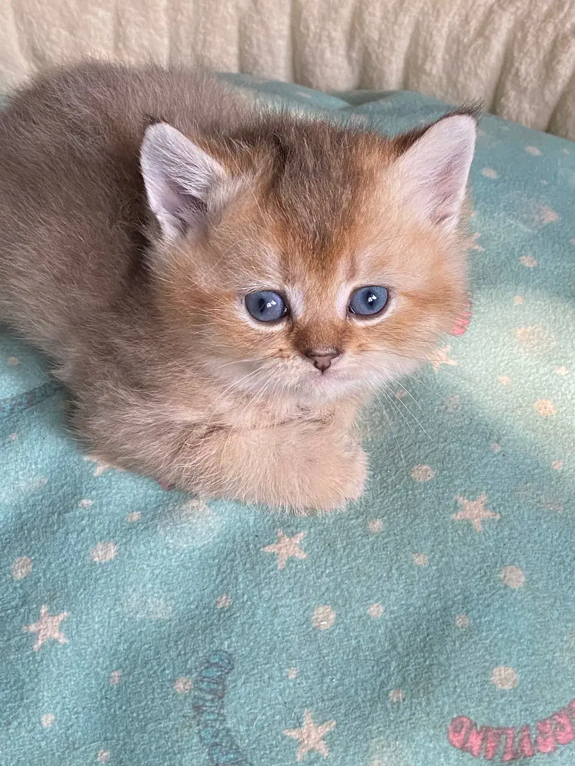 بریتیش گلد|گربه|رشت, گلباغ نماز|دیوار