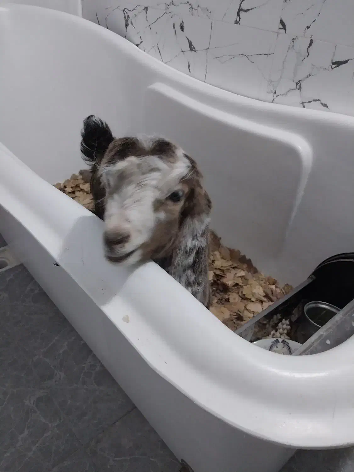 بز پاکستانی اوزون گولاخ|حیوانات مزرعه|مشگین شهر, |دیوار