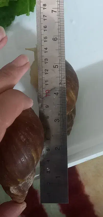 حلزون آلبینو|خزنده|دورود, |دیوار