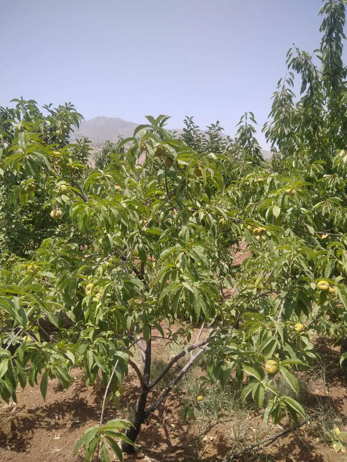 باغ وزمین|فروش دفتر صنعتی، کشاورزی، تجاری|کامیاران, |دیوار