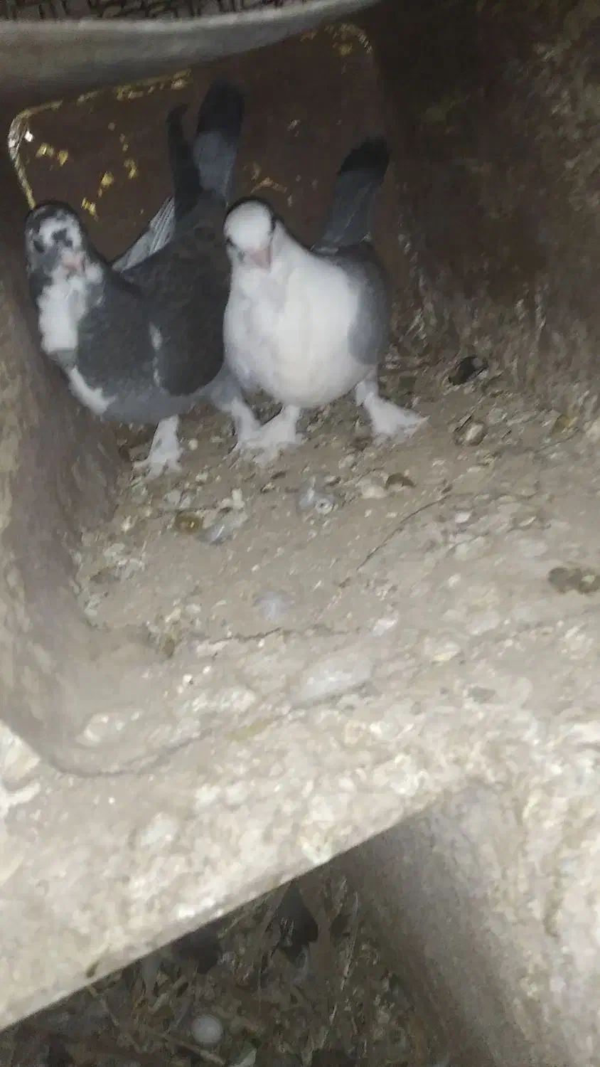 مجسمه کبوتر|مجسمه، تندیس، ماکت|بیرجند, |دیوار