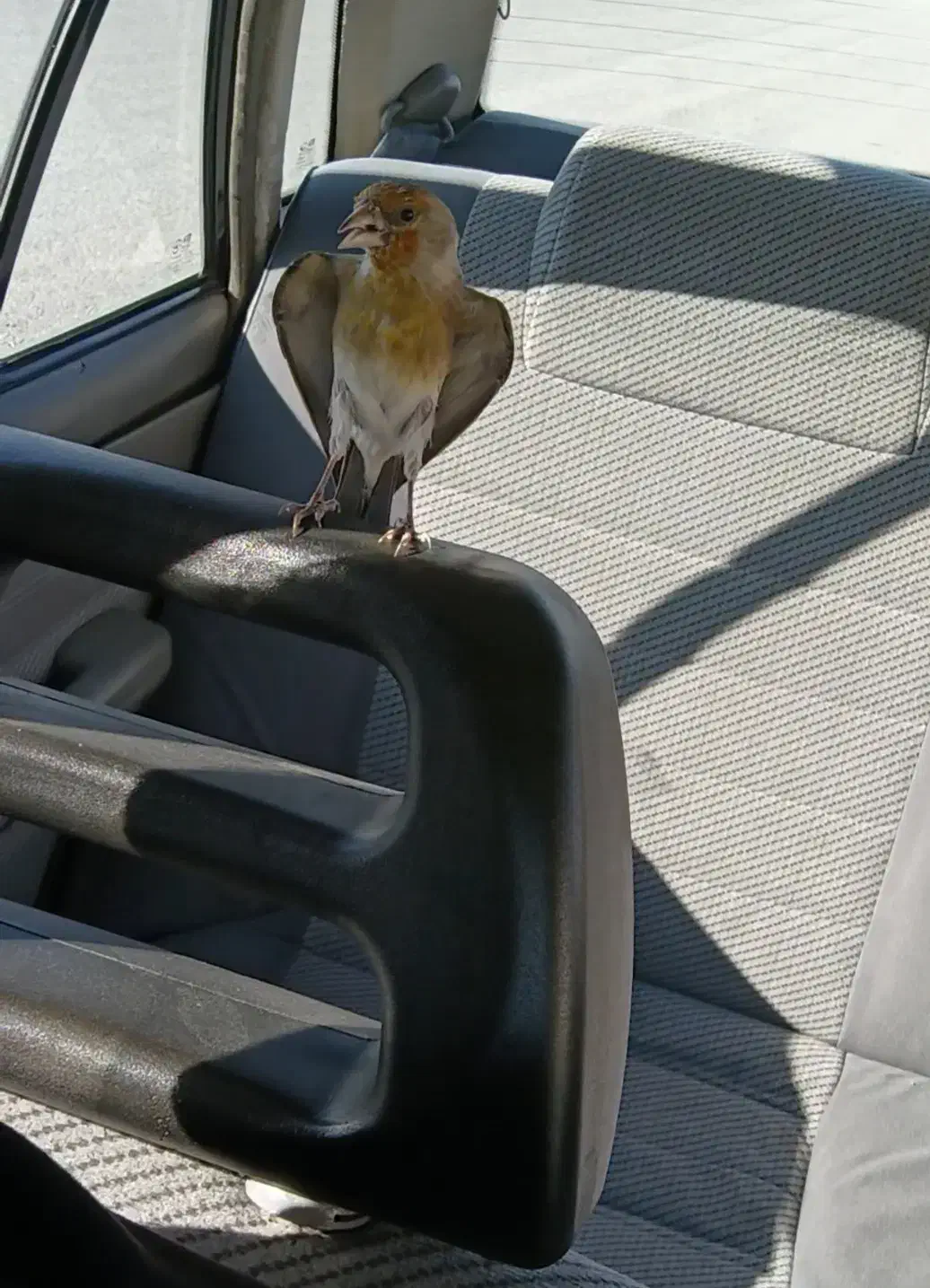 سهره قناری دستی|پرنده|فردیس, شهرک ناز|دیوار