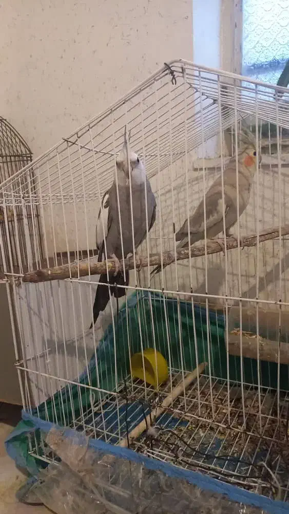 یک جفت عروس هلندی نر سخن گو|پرنده|یاسوج, |دیوار