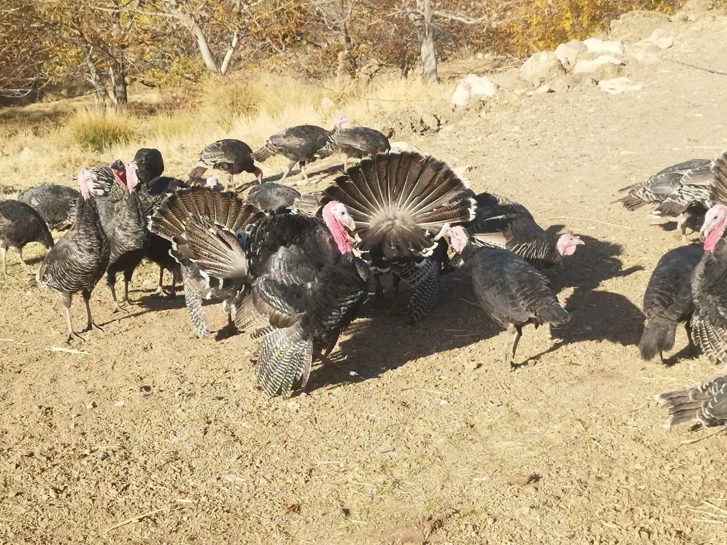 بوقلمون|حیوانات مزرعه|بروجرد, |دیوار