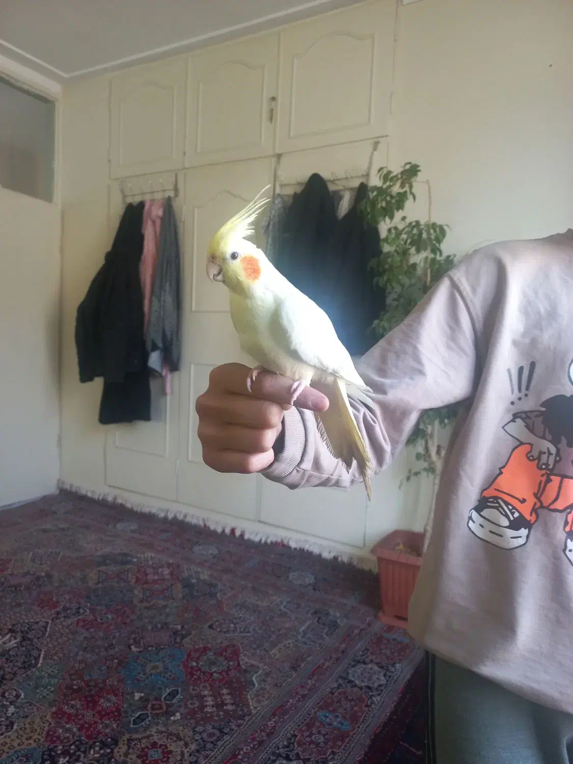 عروس هلندی لوتینو|پرنده|صائین قلعه, |دیوار