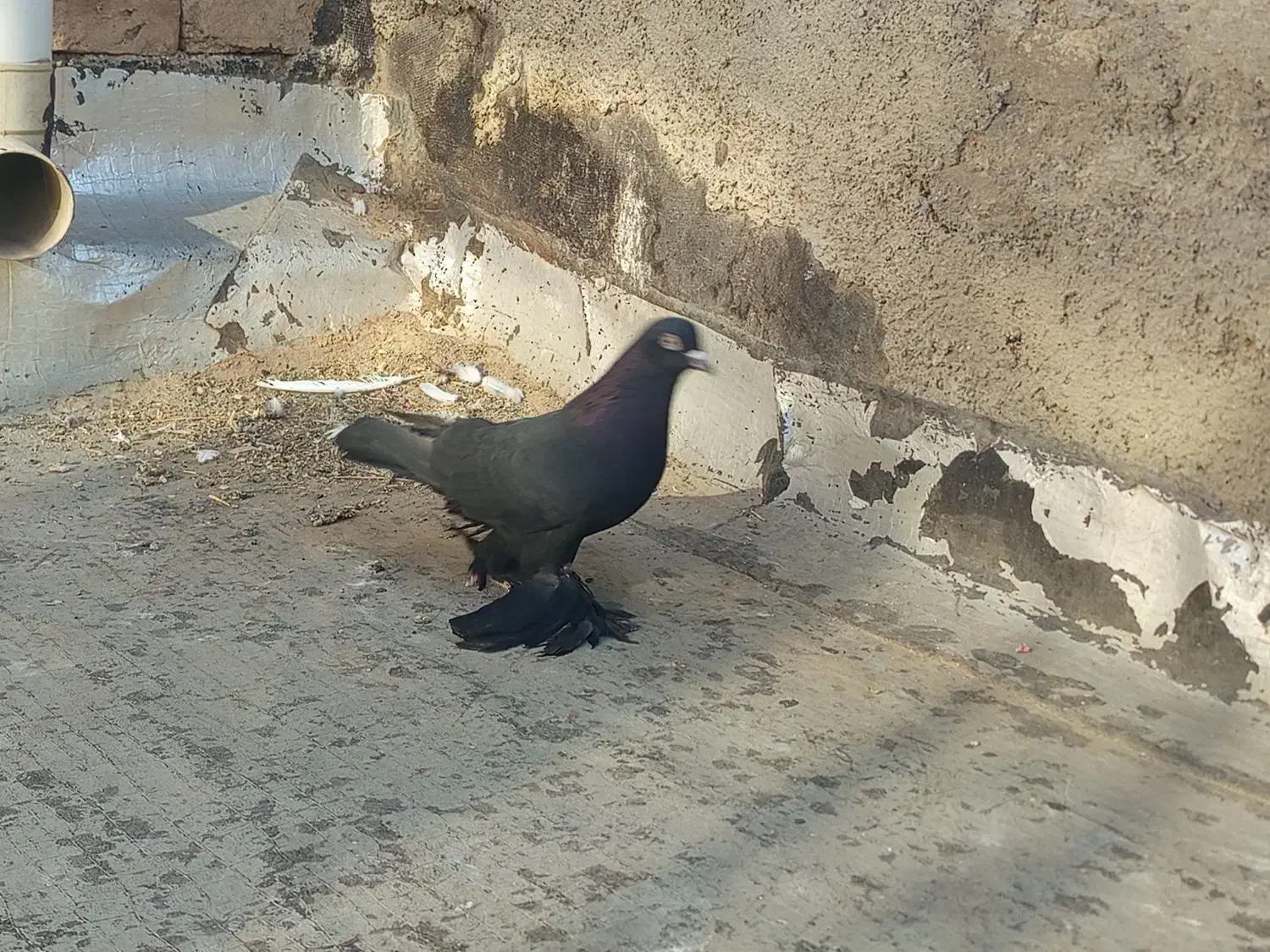 یک عدد قره اغ گوز نر|پرنده|اهر, |دیوار