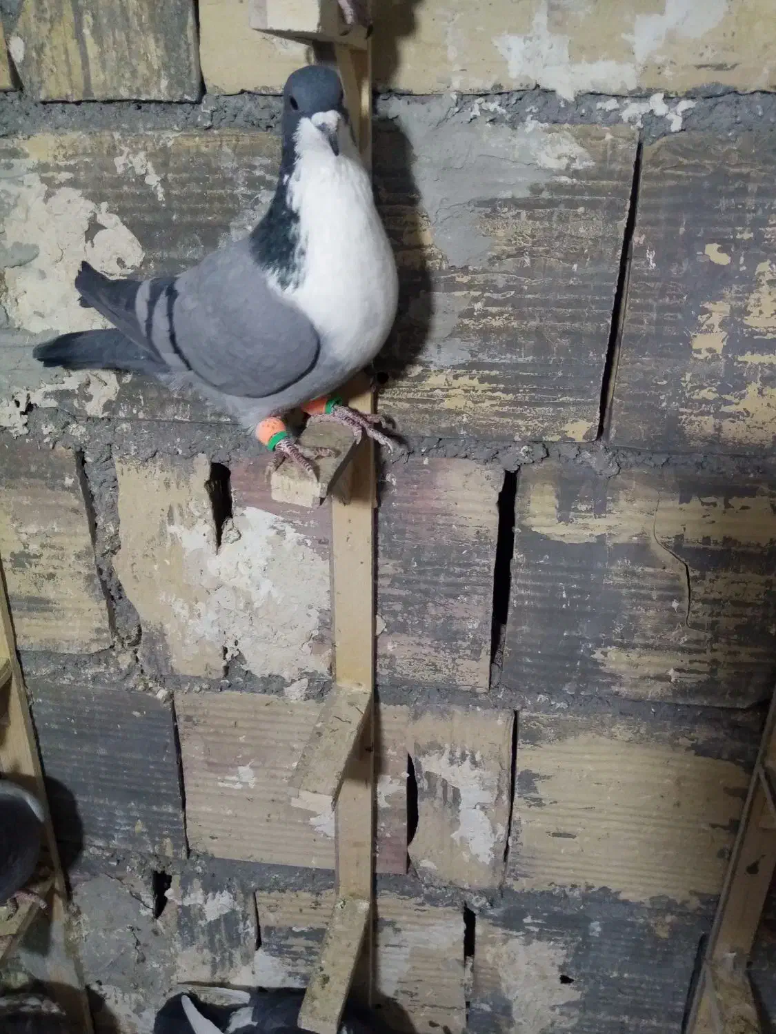 نر ریشی|پرنده|قائن, |دیوار