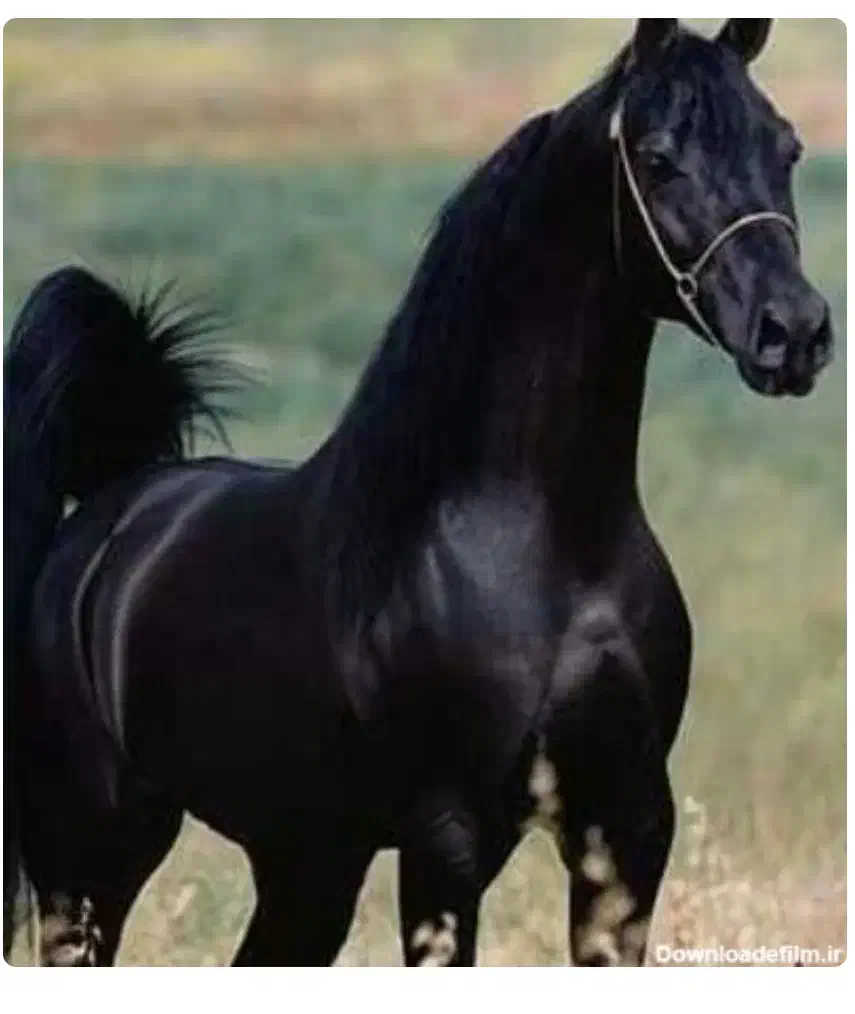 فروش تعدادی اسب سلطنتی|اسب و تجهیزات اسبسواری|خمینیشهر, |دیوار