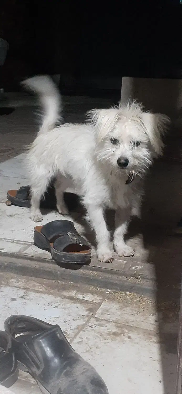 س یه سگ پا کوتاه گیرنده باهوش|سگ|بم, |دیوار