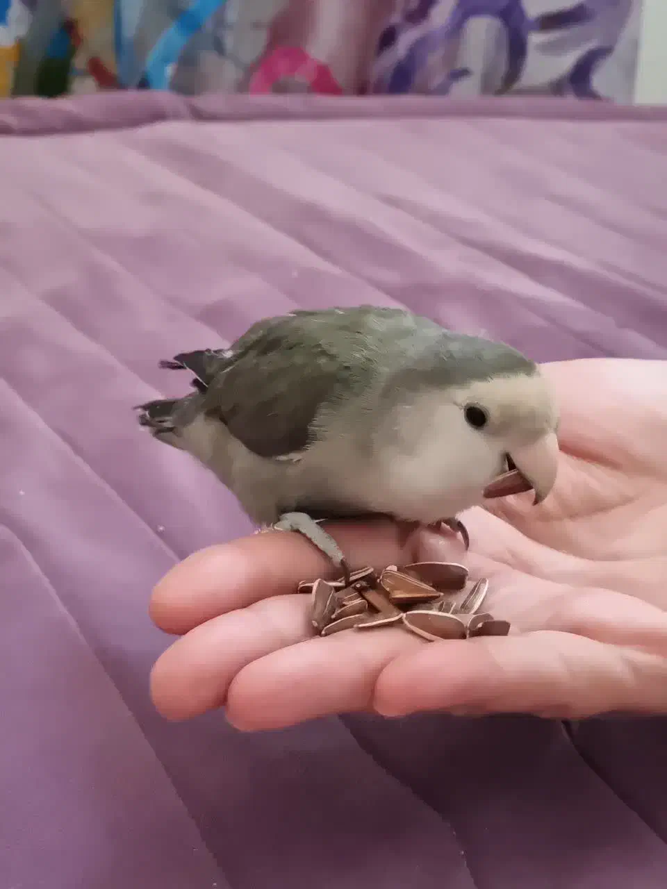 کوتوله وایت فیس|پرنده|مشهد, کوشش|دیوار