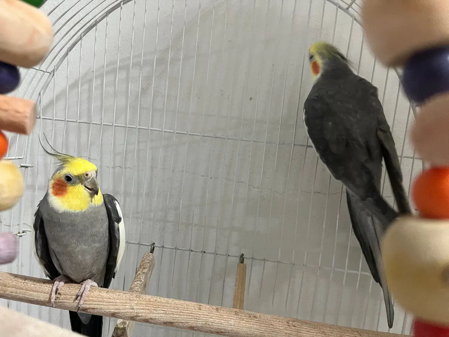 فروش عروس هلندی|پرنده|لاهیجان, قیام|دیوار