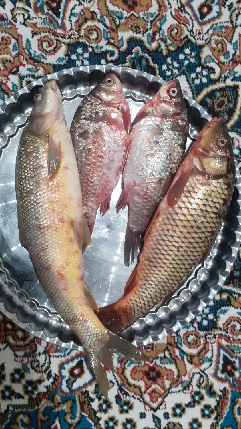 ماهی کپورطلایی|ماهی|تربت جام, جامرود|دیوار