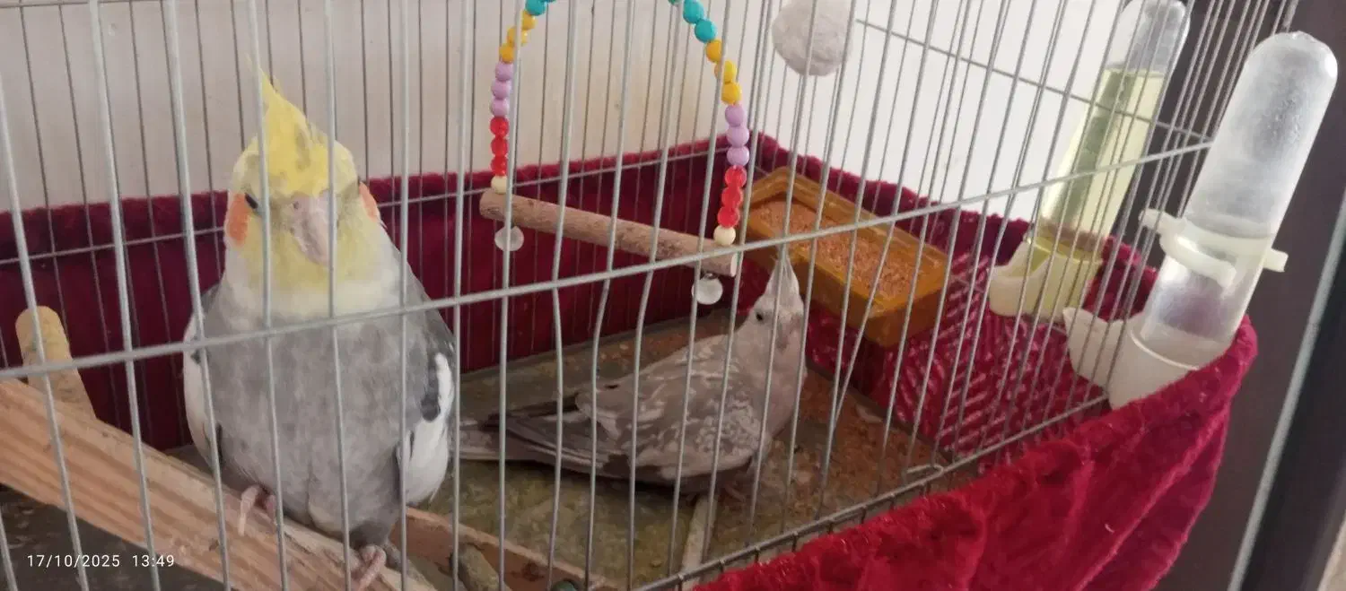 عروس هلندی|پرنده|خاش, |دیوار