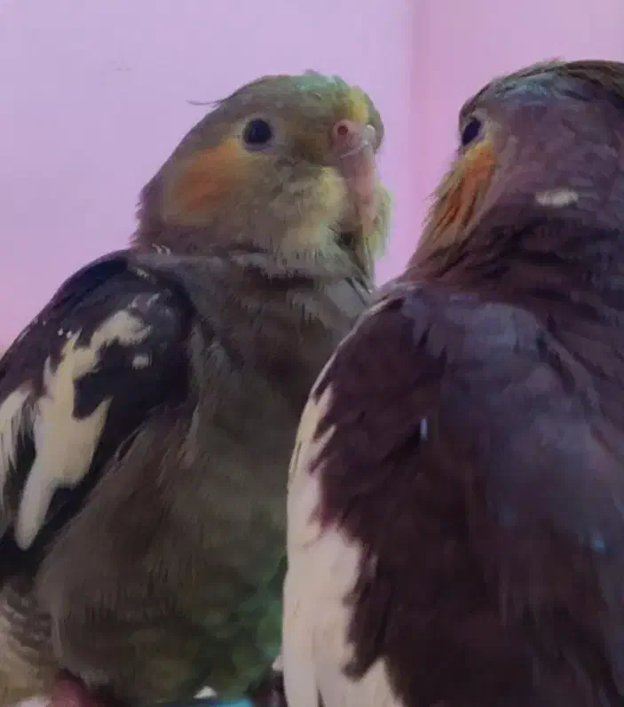 عروس هلندی گمشده|حیوانات|اهواز, کوی فرهنگیان ۱|دیوار