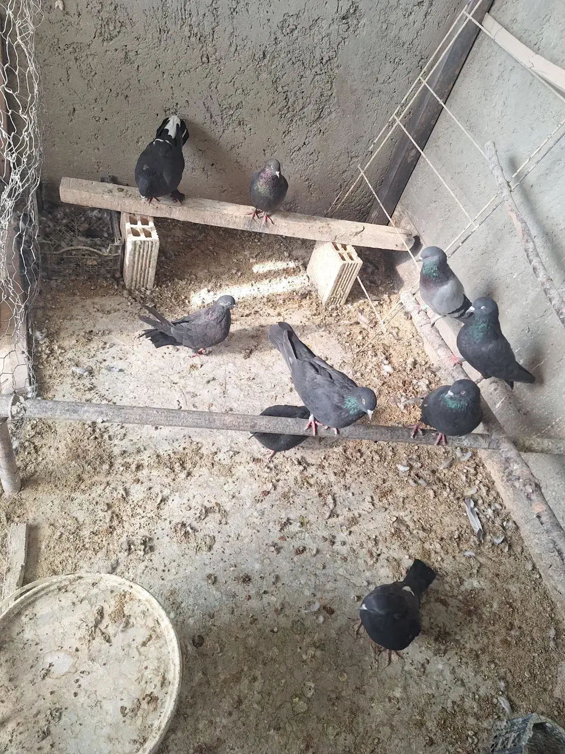 اصفهانی .کبوتر .کفتر .اصفهانی|پرنده|خمینی‌شهر, |دیوار