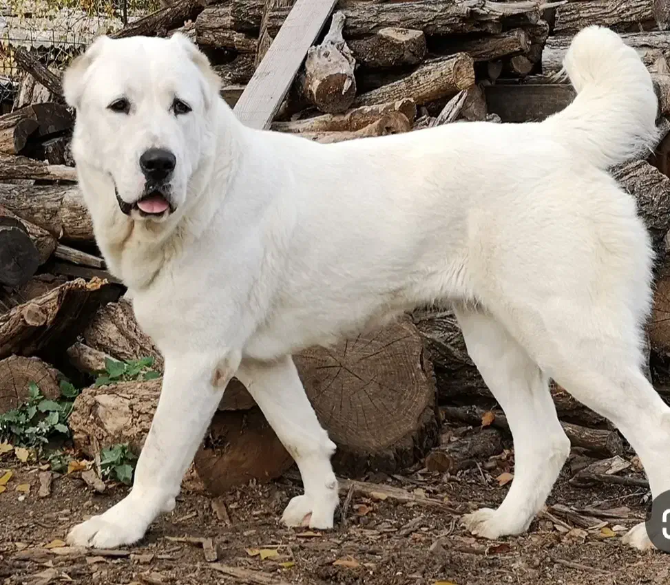 آلابای روس|سگ|تهران, قلهک|دیوار