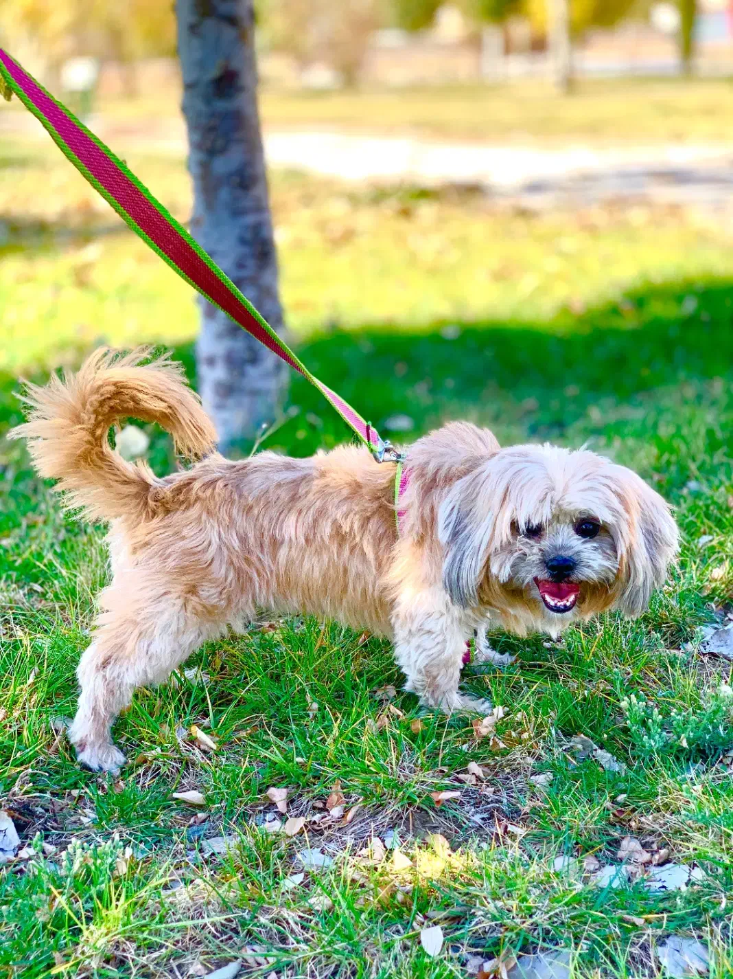 سگ خانگی باهوش|سگ|اسلام‌‌آباد غرب, |دیوار