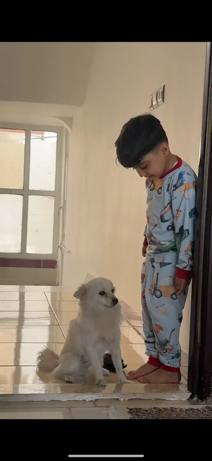 سگ خانگی|سگ|کرمانشاه, |دیوار