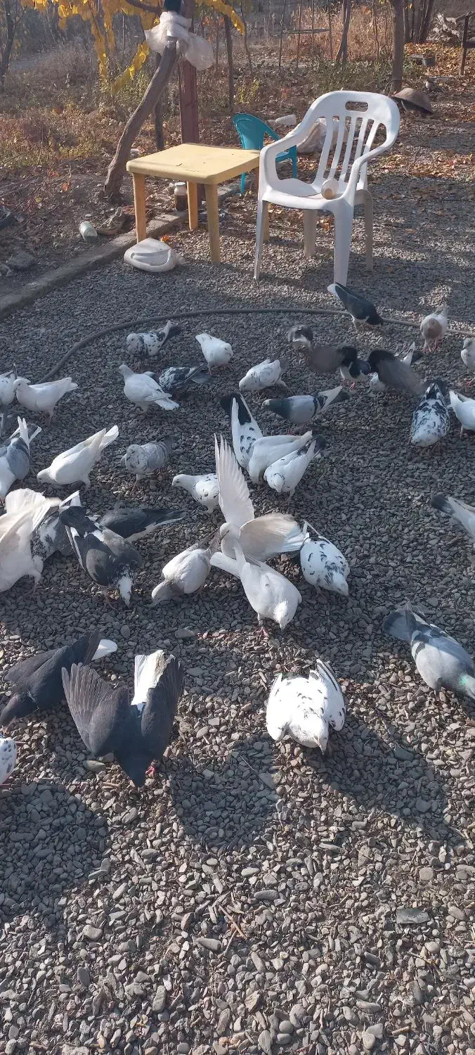 کفتربوم چهل تا|پرنده|گلمکان, |دیوار