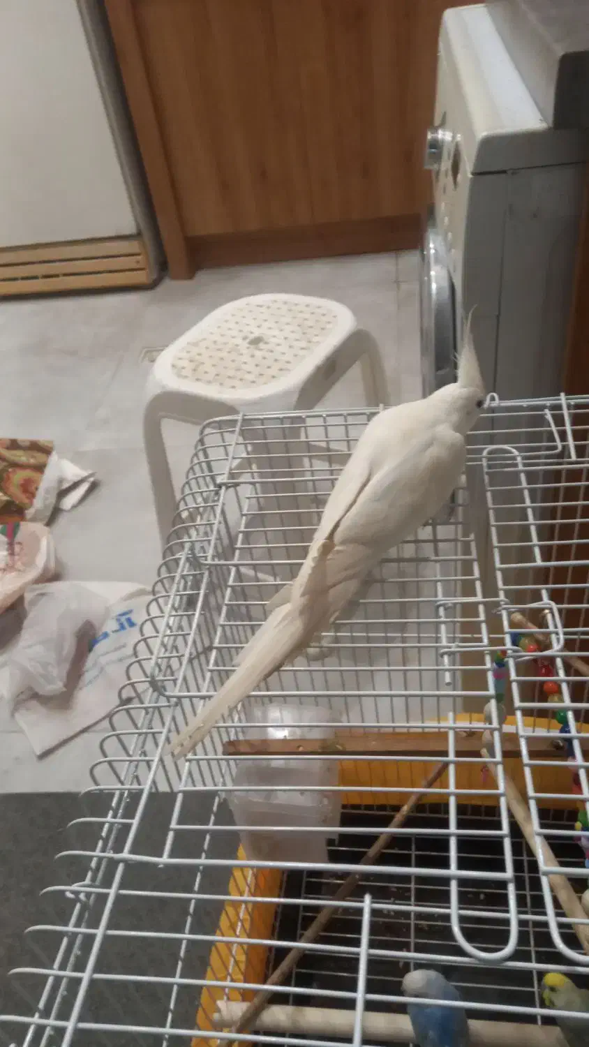 فروش عروس هلندی آلبینو ماده رام دستی ۶ ماهه|پرنده|نشتارود, |دیوار