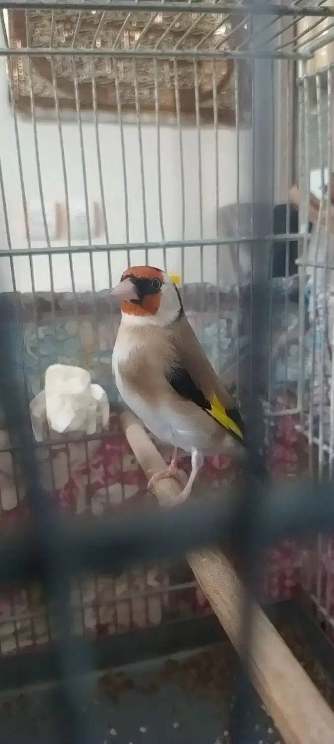 سهره نر ...مست|پرنده|تهران, تهرانسر شمالی|دیوار