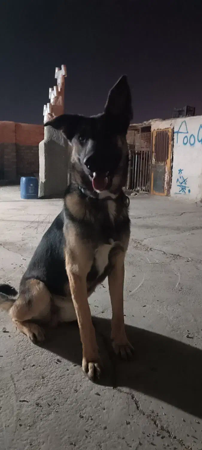 سگ ژرمن|سگ|زاهدان, |دیوار