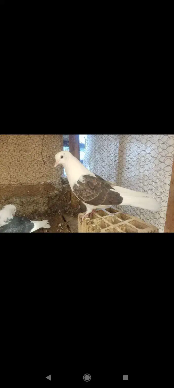 کفتر|پرنده|آران و بیدگل, |دیوار