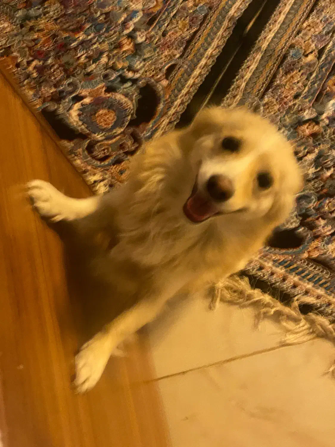 سگ گمشده در گلستان شمالی|حیوانات|شیراز, شهرک گلستان شمالی|دیوار