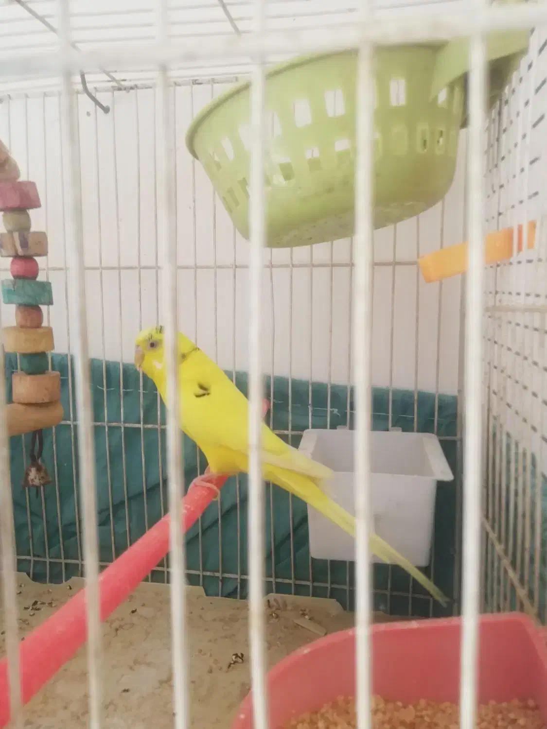 تعدادی پرنده مرغ عشق و...|پرنده|گلبهار, شهر جدید گلبهار|دیوار