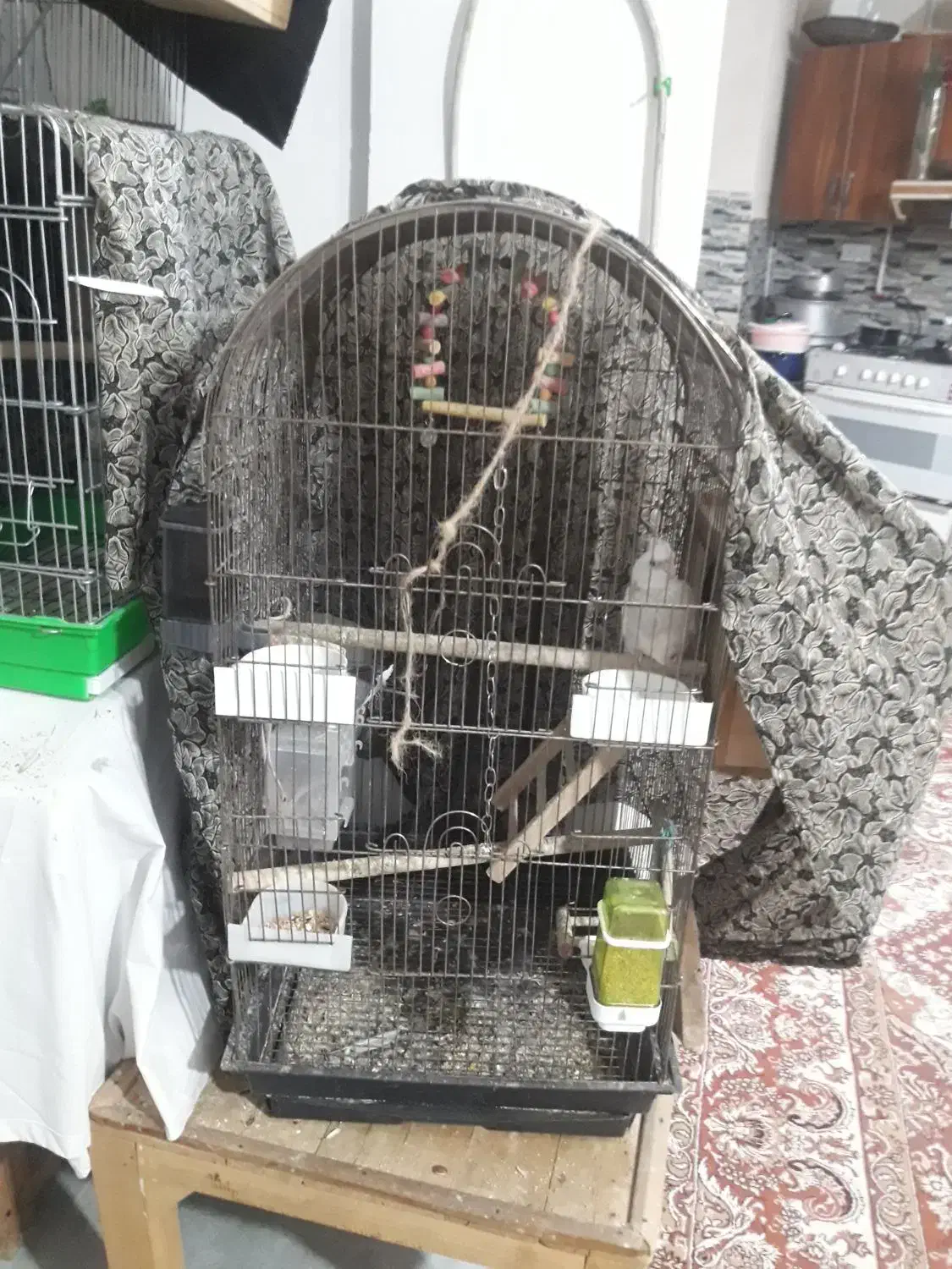 جفت مولد طوطی|پرنده|لاهیجان, بازکیاگوراب|دیوار