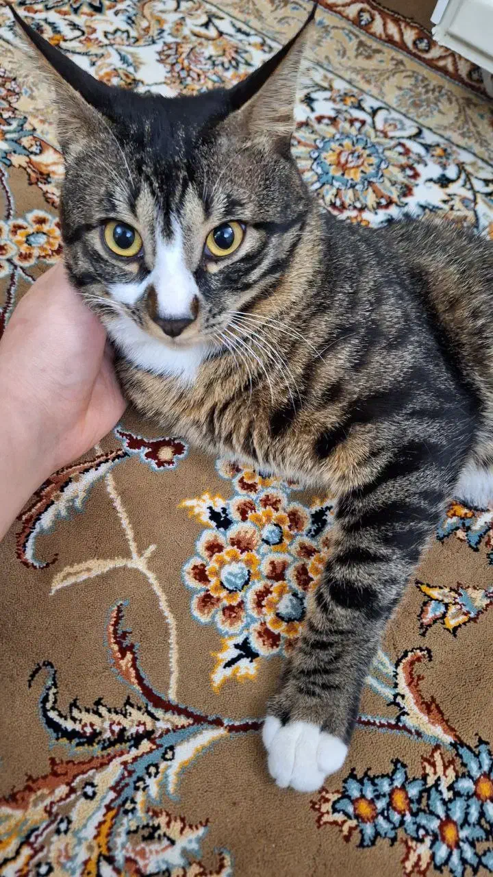 پت خونگی|گربه|اسلامشهر, مسکن مهر اسلاشهر (شهرک امام خمینی)|دیوار