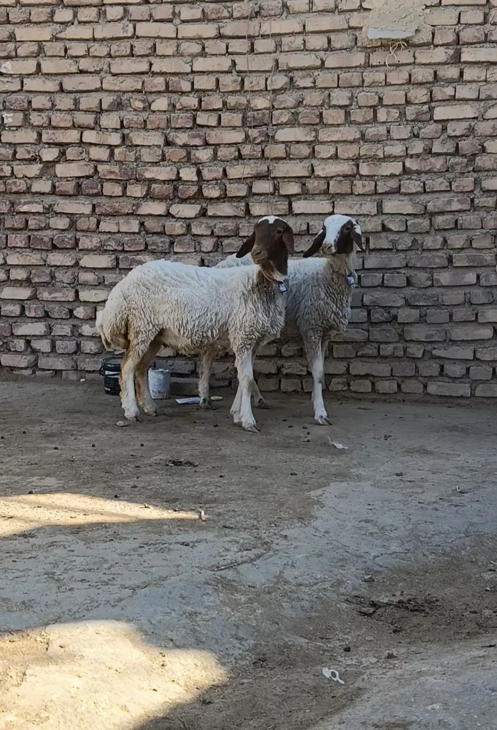 2راس بره ماده قوچ خورده کله بور|حیوانات مزرعه|کاشمر, |دیوار