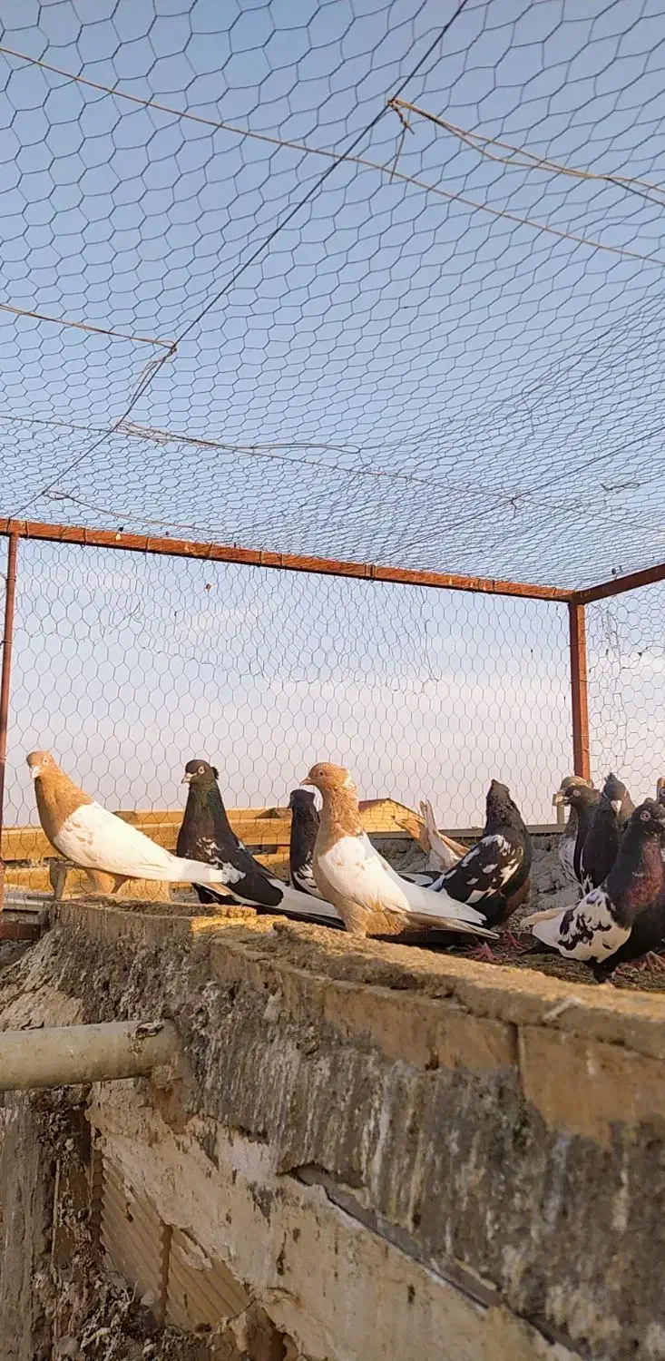 کبوتر سینه سیاه(سینه زرد)|پرنده|لنجان, |دیوار