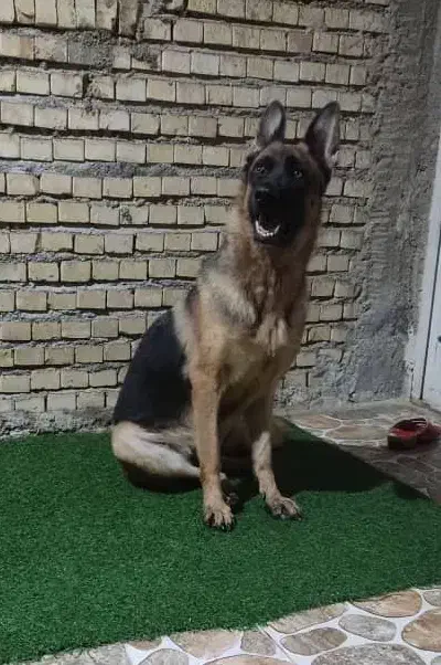 ژرمن شیپر ماده|سگ|بندر ماهشهر, |دیوار