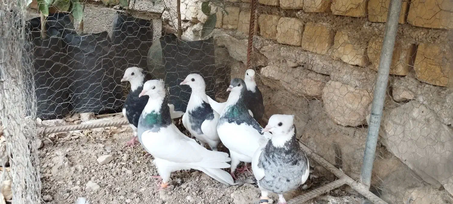 یه دسته ۷تایی طوقی بهبهونی زرنگ زرنگ نر|پرنده|شیراز, شهرک امیر کبیر|دیوار