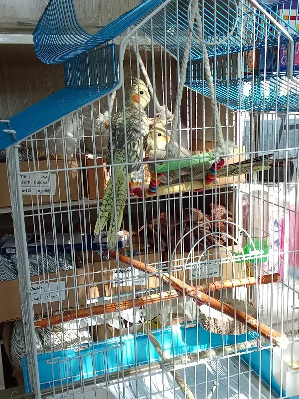 عروس هلندی|پرنده|هشتگرد, شهرک بعثت|دیوار