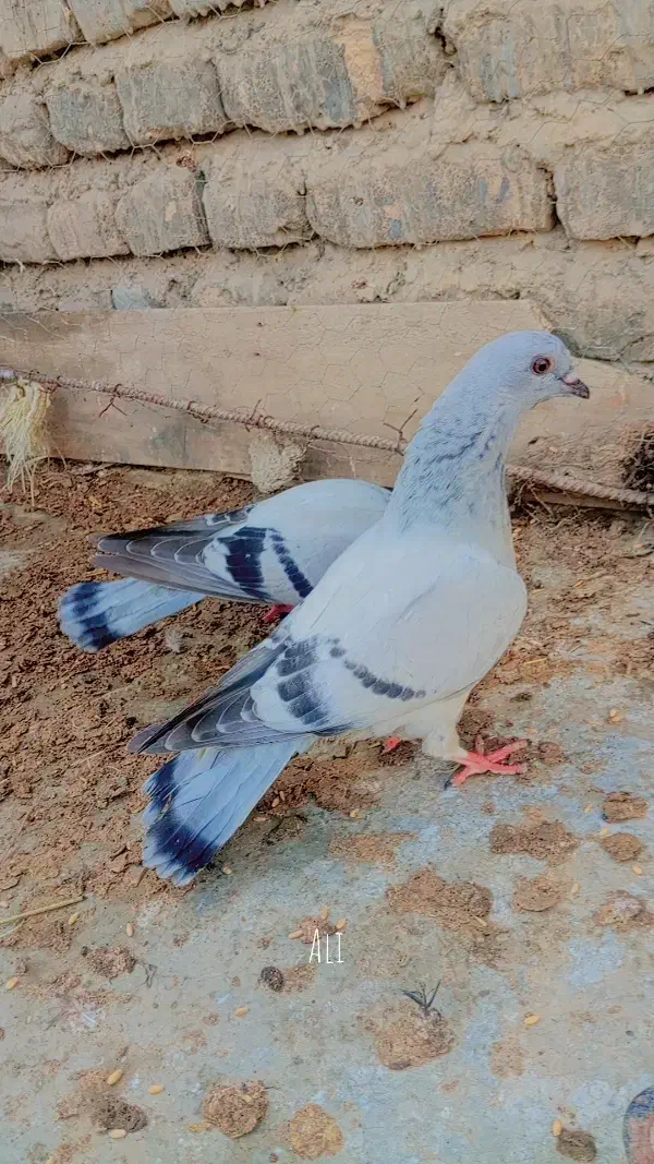 مصری|پرنده|گالیکش, |دیوار