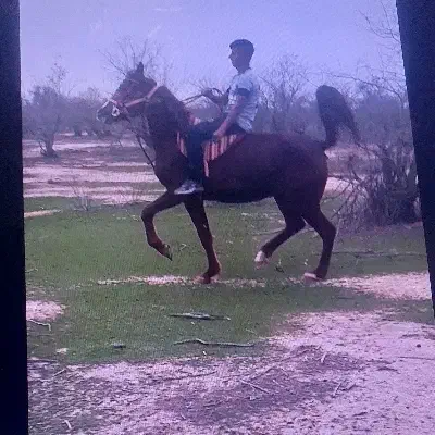 اسب|اسب و تجهیزات اسبسواری|شوش, |دیوار