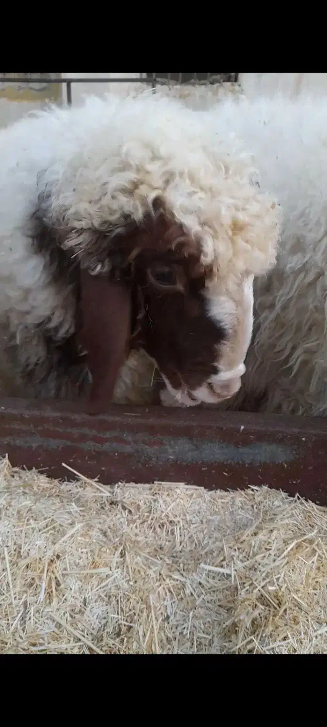 بره قوچ سنجابی کاور ورن گوسفند|حیوانات مزرعه|ماهیدشت, |دیوار